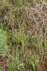 Rumex cordatus