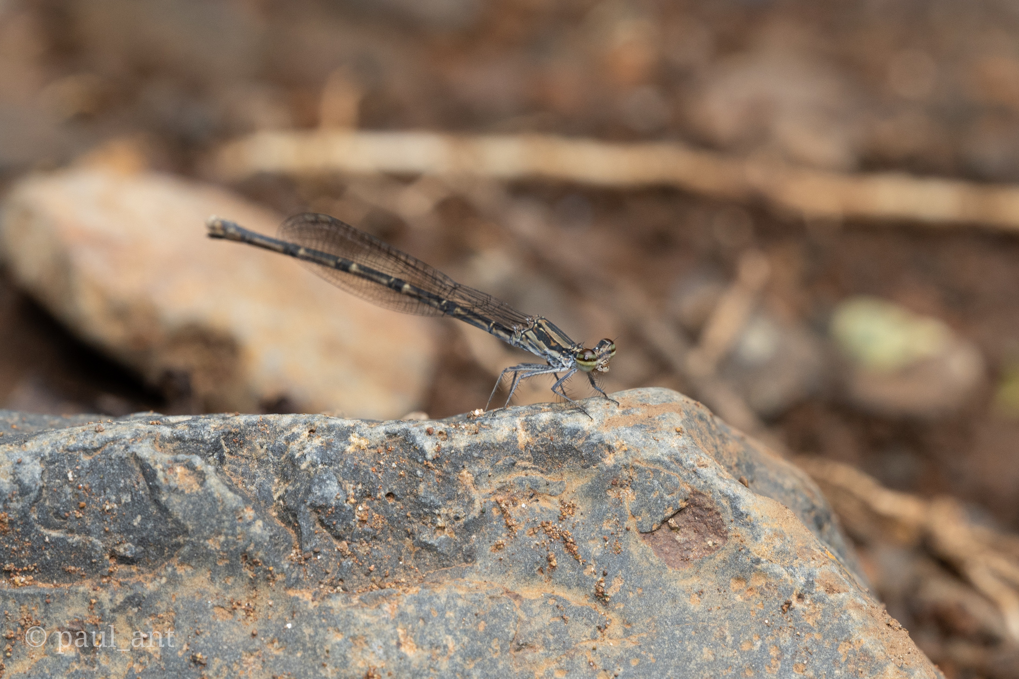 Black-Banded Threadtail