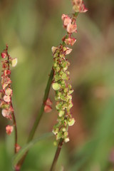 Rumex cordatus