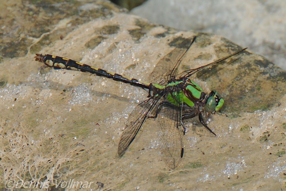Riffle Snaketail