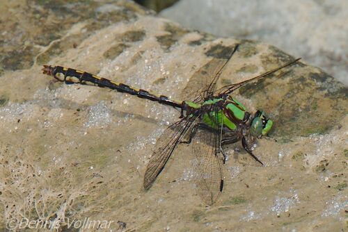 Riffle Snaketail