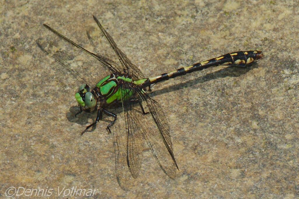 Riffle Snaketail