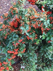 Pyracantha coccinea