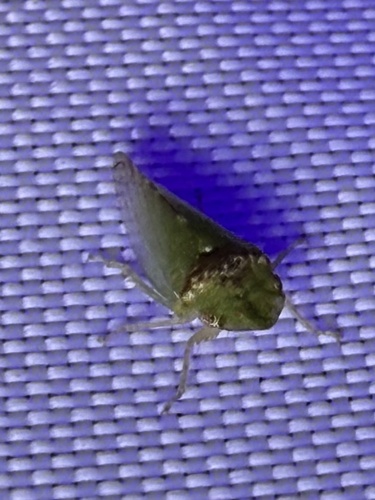 Xerophloea viridis