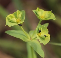 Anthrenus albostictus