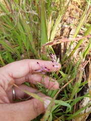 Fumaria muralis muralis