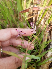 Fumaria muralis muralis