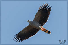 Crane Hawk photo 4