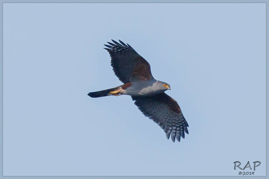 Northern Goshawks and Allies