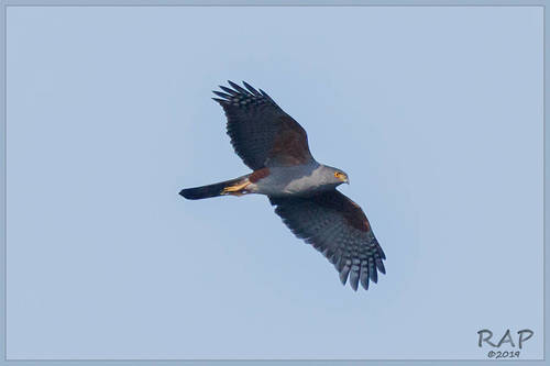 Bicolored Hawk