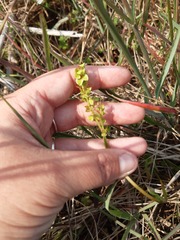 Rumex cordatus