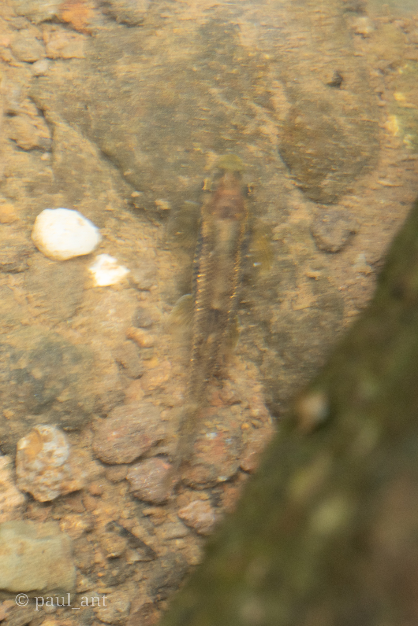 Ratnagiri Minnow photo 3