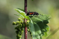 Macrophya annulata