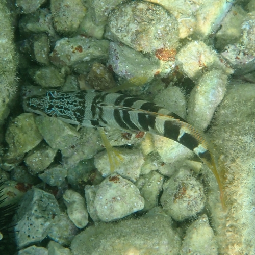 Pirka (Serranus scriba)