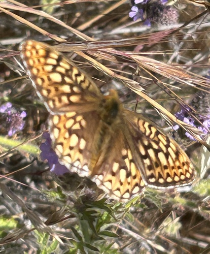 iNaturalist observation photo of Comstock's Fritillary