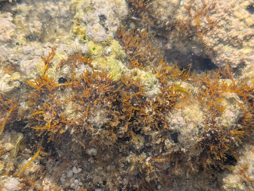 Gelidiella acerosa observed 2025-06-07