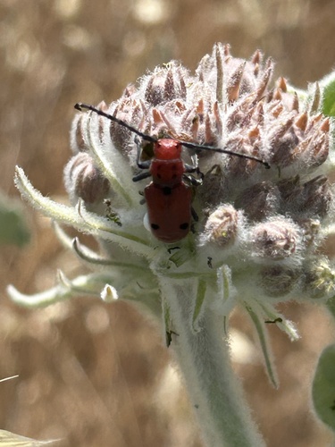 iNaturalist observation photo of Tetraopes basalis