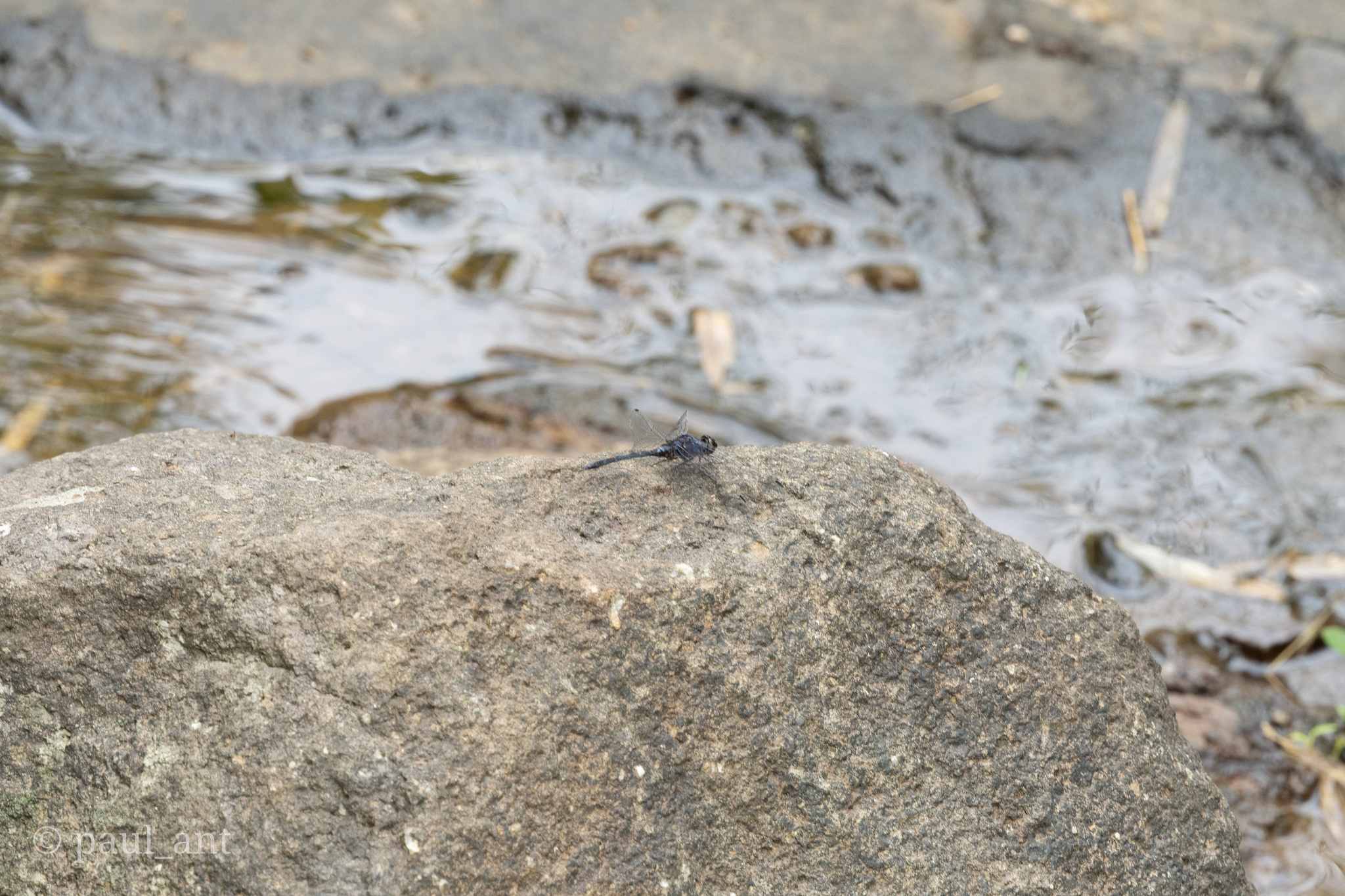 Black Stream Glider