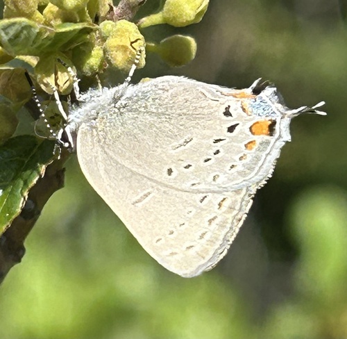iNaturalist observation photo of California Hairstreak