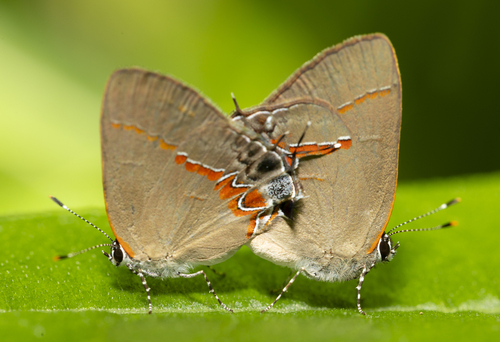 Red-banded Hairstreak, photo 3 of 10