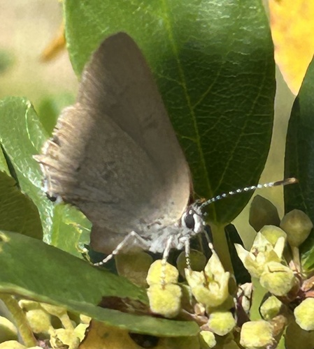 iNaturalist observation photo of Gold-hunter's Hairstreak