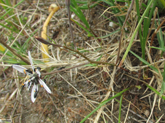 Trachyandra filiformis