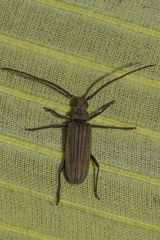 Nepiodes bowringi