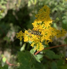 Megacyllene robiniae