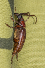 Dorysthenes buquetii