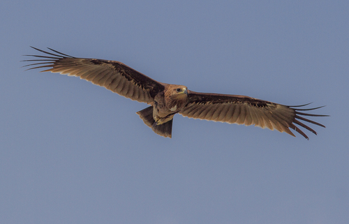 Greater Spotted Eagle, photo 9 of 9