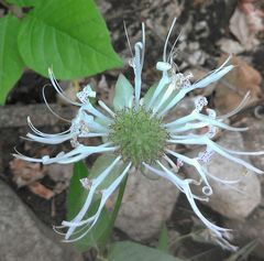 Monarda russeliana