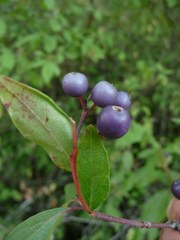 Cornus glabrata