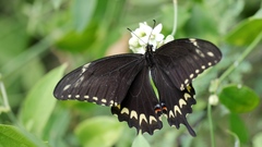 Papilio ornythion ornythion