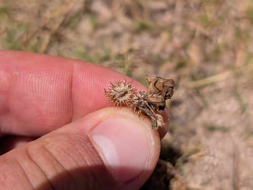 Medicago polymorpha, 2025-06-07
