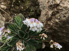 Corallodiscus lanuginosus, photograph 王天, CC BY, iNaturalist via GBIF