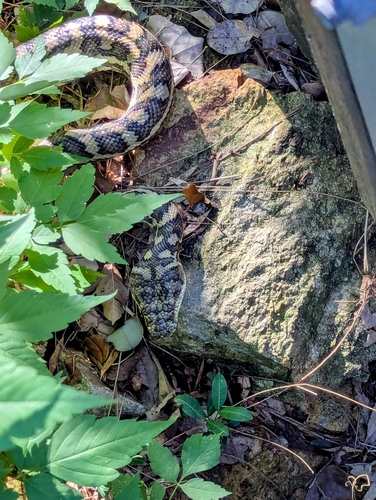 Coastal Carpet Python sighting