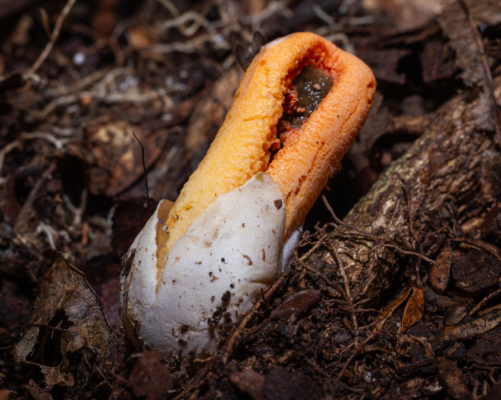 Clathrus columnatus · June 2025 · photo: © deniszabin (iNaturalist, cc-by)