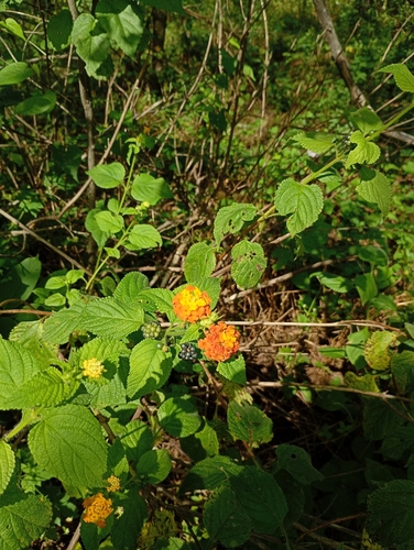 common lantana