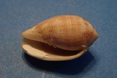 Pterygia dactylus