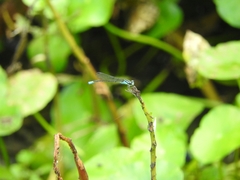 Acanthagrion quadratum