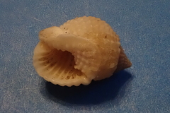 Nassarius conoidalis