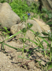 Veronica triphyllos