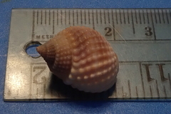 Nassarius conoidalis