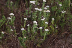 Metalasia pulchella