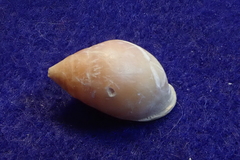 Pythia scarabaeus