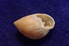 Pythia scarabaeus