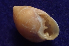 Pythia scarabaeus