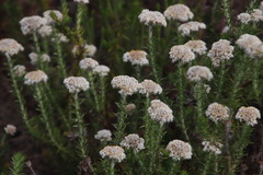 Metalasia pulchella