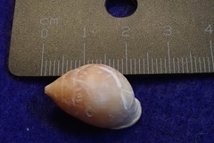 Pythia scarabaeus