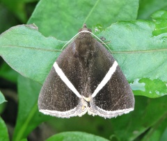 Fodina pallula